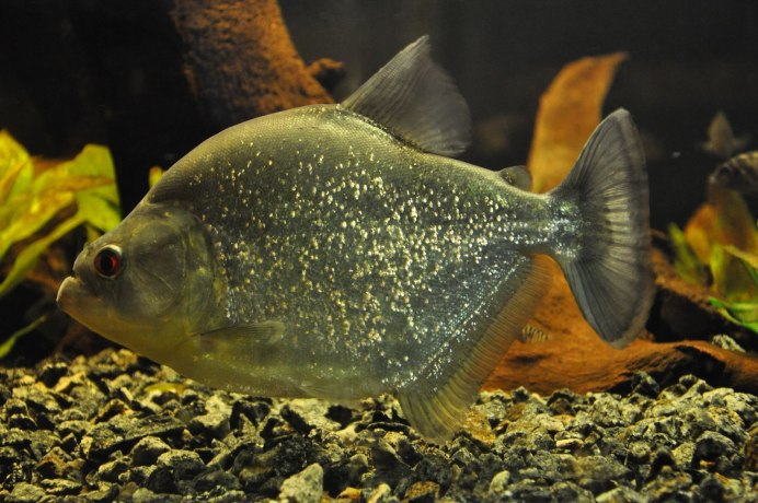 Serrasalmus rhombeus