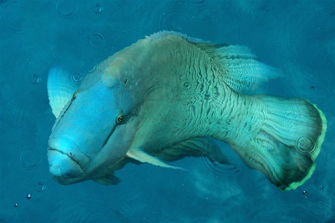 Humphead Wrasse