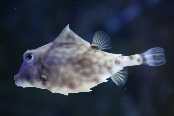 Tetrosomus gibbosus