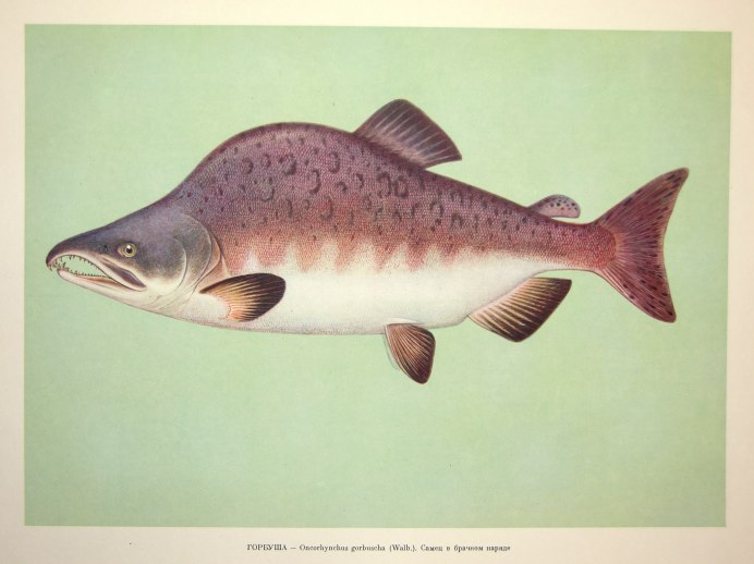 Pink Salmon горбуша - Oncorhynchus gorbuscha