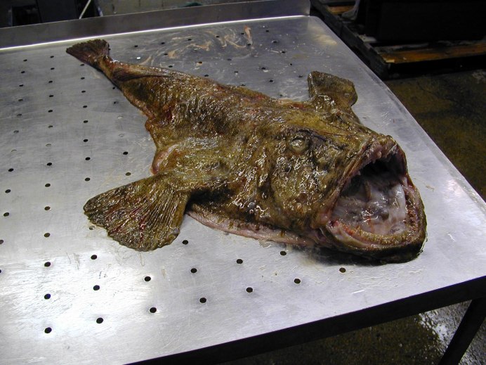 Морской черт блюдо