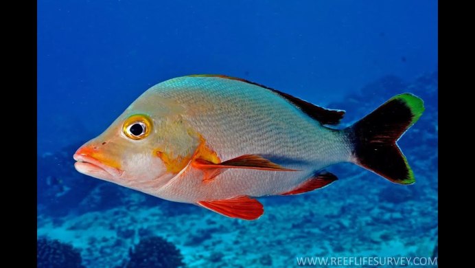 Lutjanus gibbus