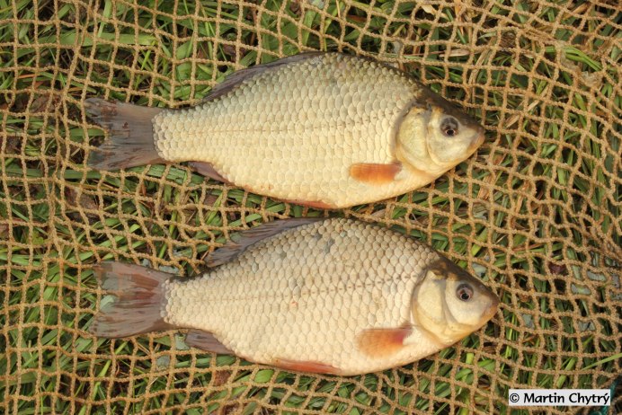 Карась золотой Carassius Carassius