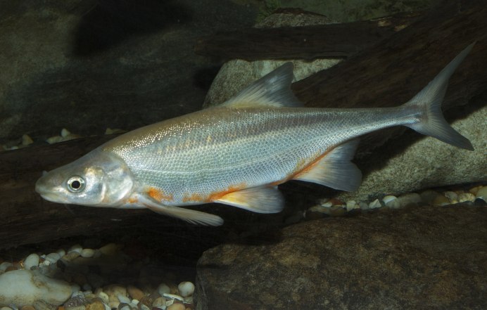 Chub рыба