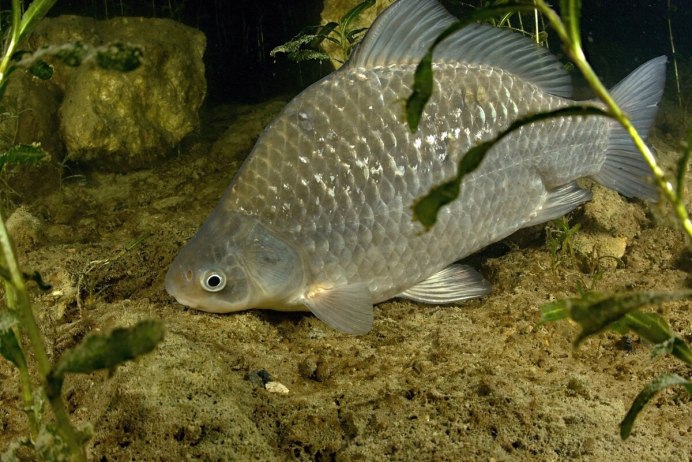 Карась золотой Carassius Carassius