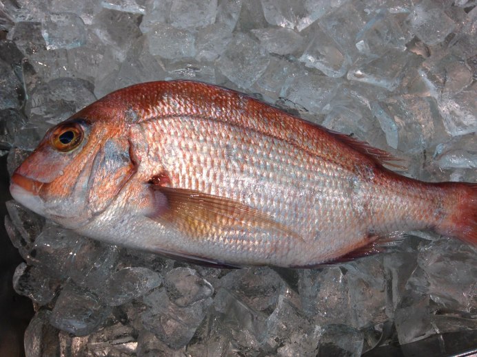 Gallinella рыба