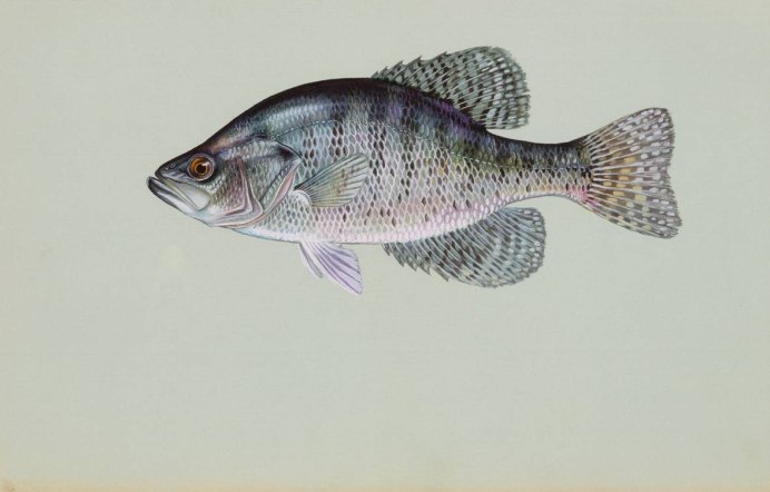 Pomoxis nigromaculatus
