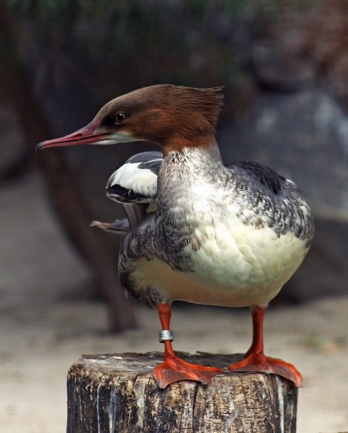 Большой крохаль Mergus Merganser