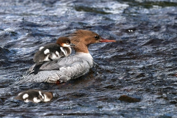Большой крохаль Mergus Merganser