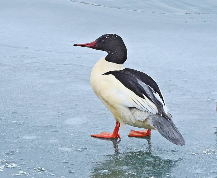 Большой крохаль Mergus Merganser