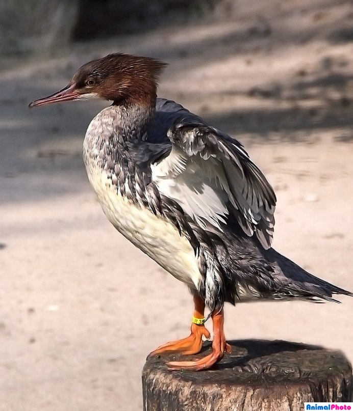Большой крохаль Mergus Merganser