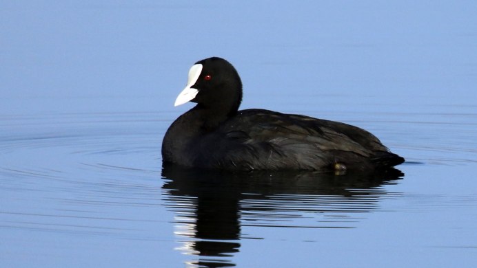 Болотная курица лысуха