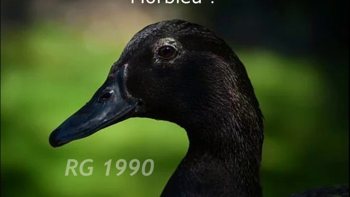 Черный селезень