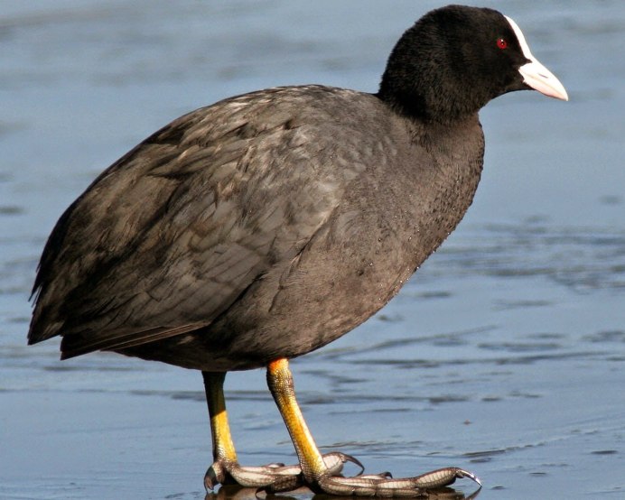 Утка нырок черная с белым клювом