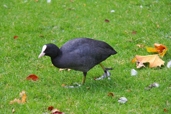 Черная птица с белым клювом
