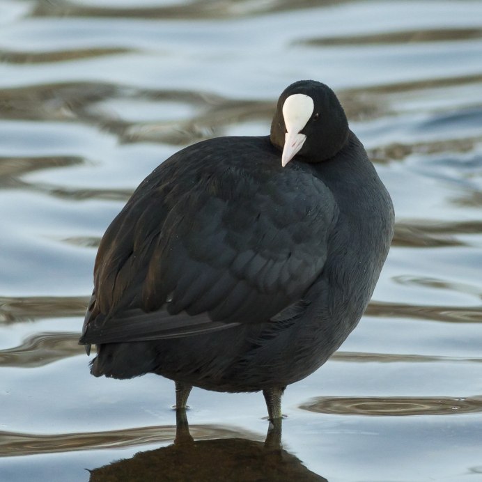 Утка лысуха нырок