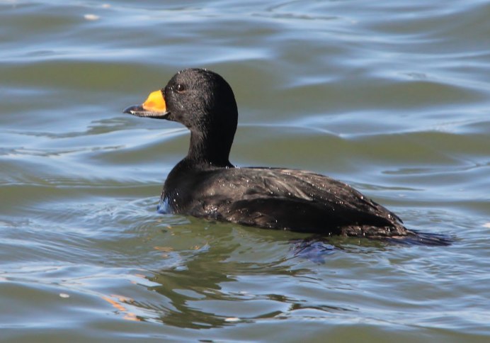 Черная кряква