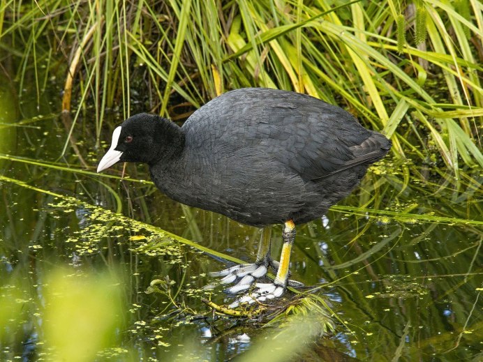 Лысуха птица