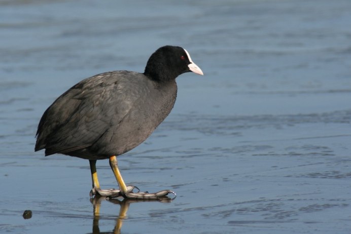 Лысуха Забайкалье