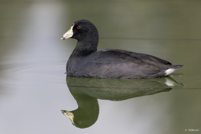 Обыкновенная лысуха