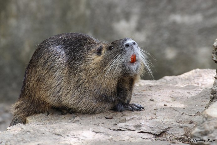 Hoplomys gymnurus