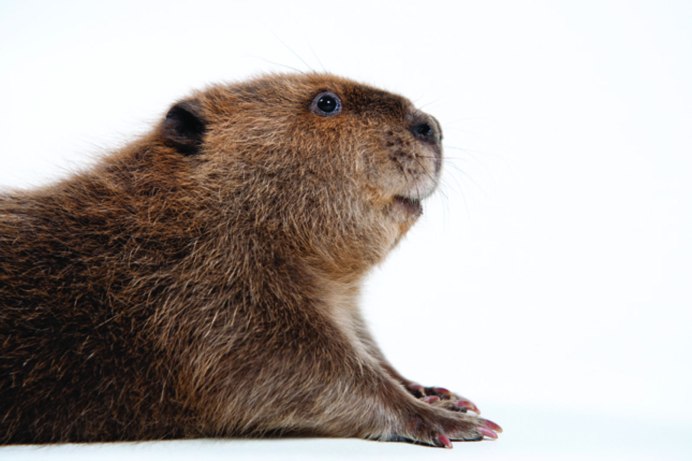 Grooming beaver бобёр