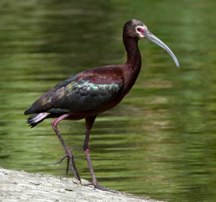 Европейский Ибис