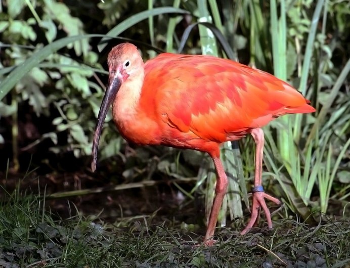 Птица Ибис Южная Америка