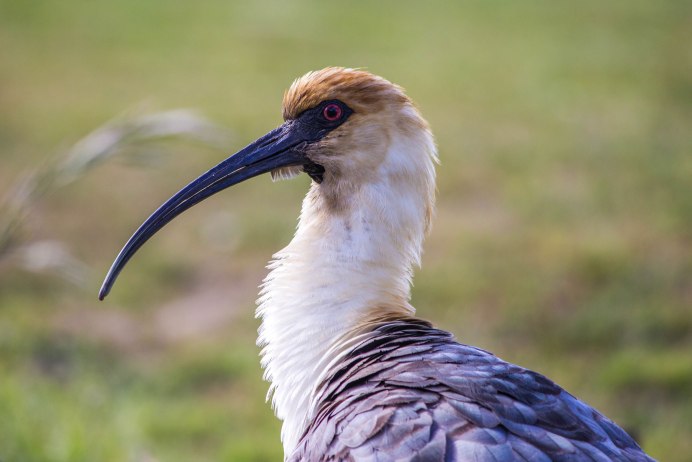 Европейский Ибис вымерший вид