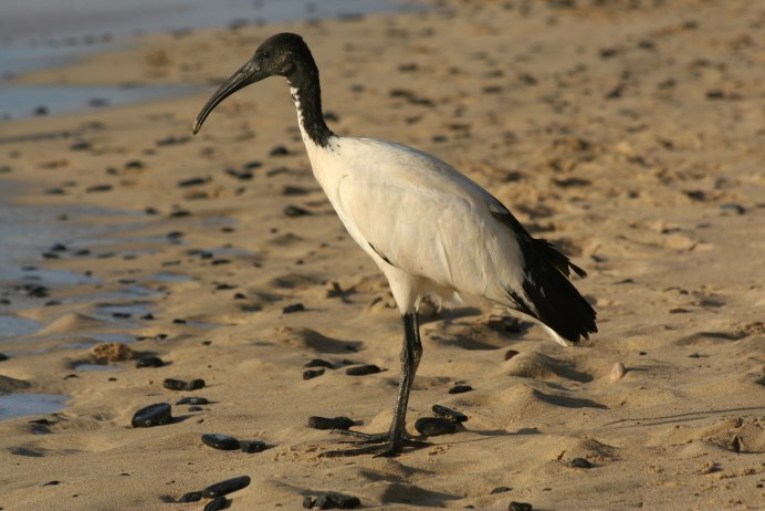 Ибис Нильский