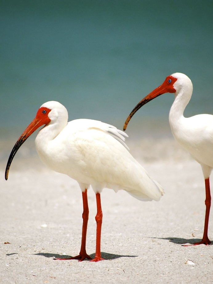 Красноногий (азиатский) Ибис