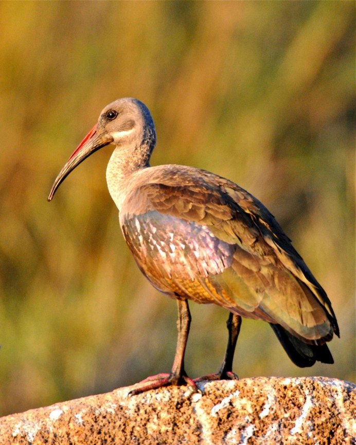 Гребенчатый Ибис