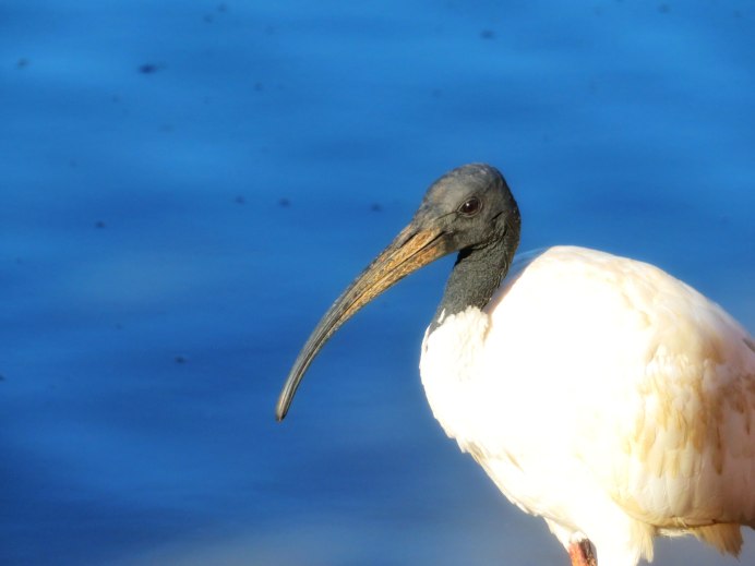 Ибис древний Египет