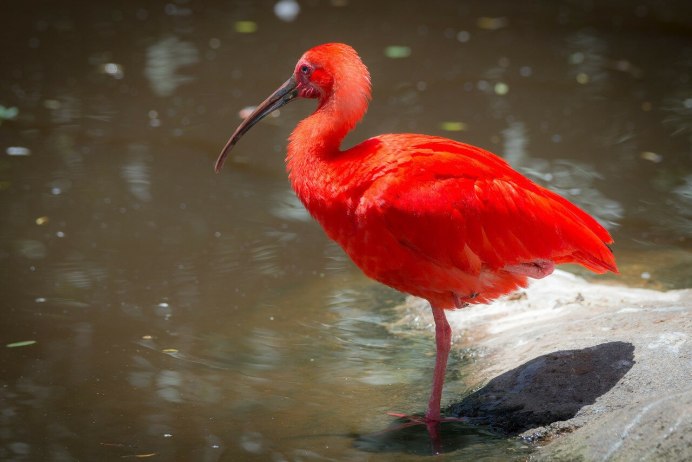Красный Ибис Южная Америка