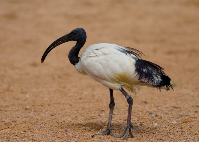 Африканский священный Ибис