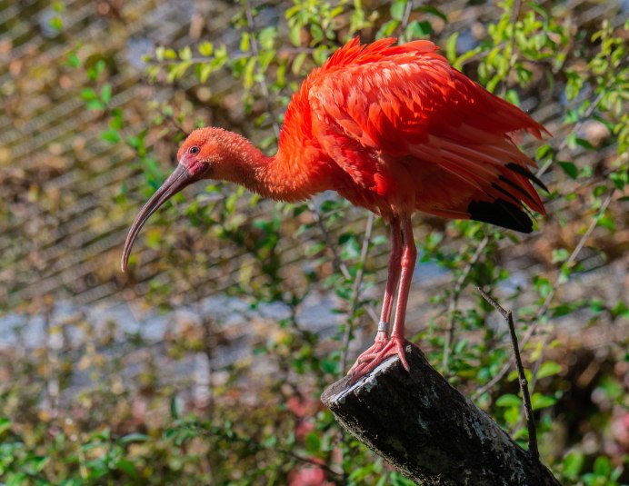 Каравайка птица