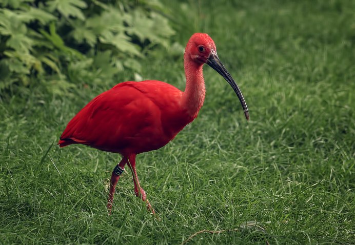 Ибис животное