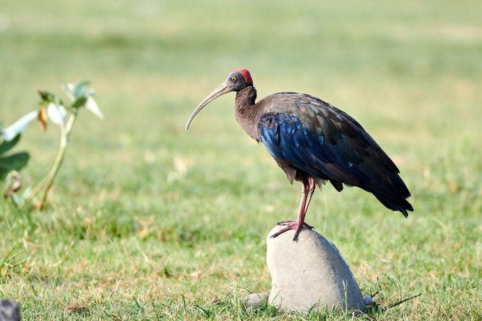 Черный Ибис