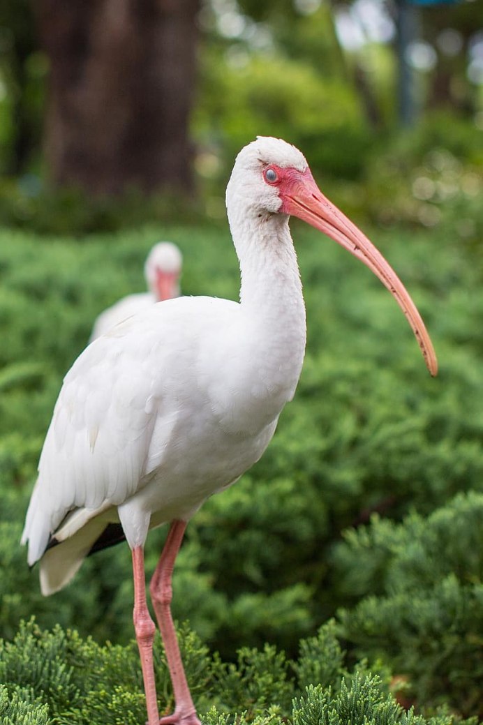 Ибис птица Египет