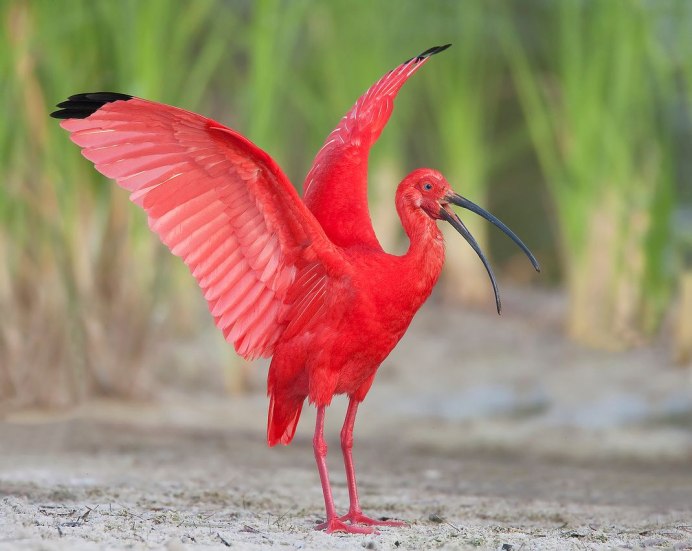 Красный Ибис птица