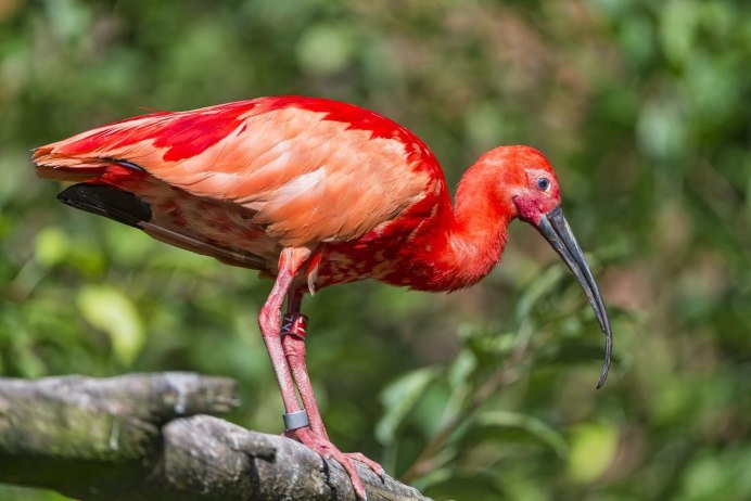 Колпица Ибис