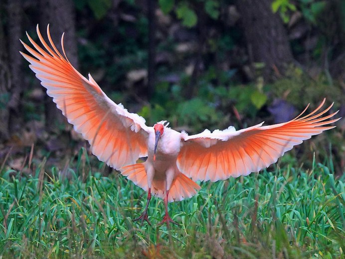 Египетская цапля Сахалин