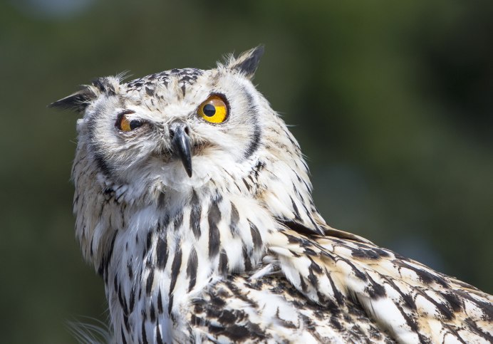 Обыкновенный Фи́лин ( Bubo Bubo)