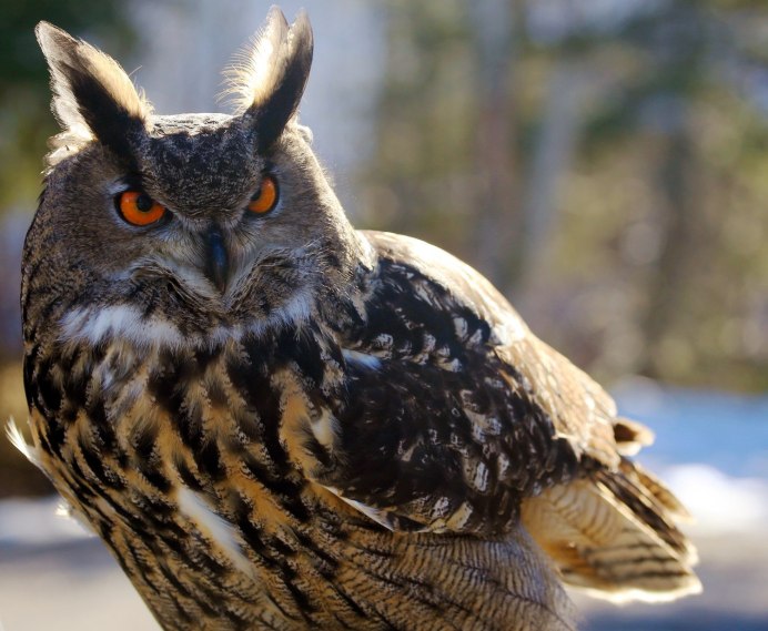 Филин обыкновенный (Bubo Bubo)