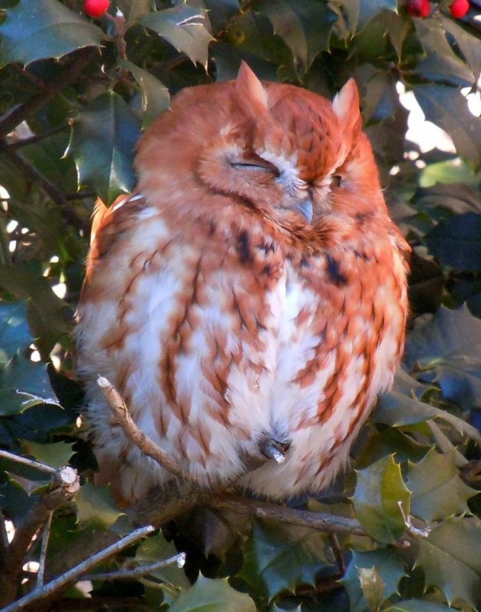 Филин Bubo Bubo