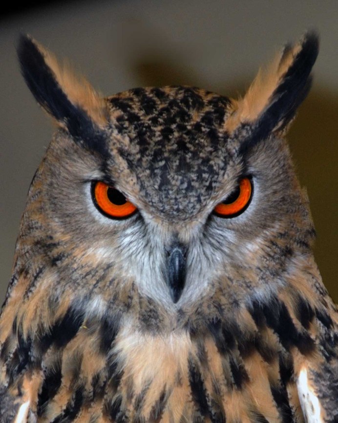Филин обыкновенный (Bubo Bubo)