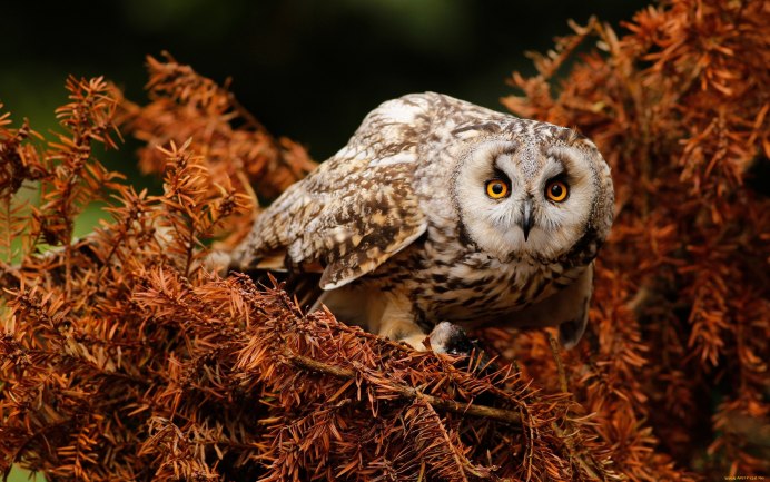 Филин обыкновенный (Bubo Bubo)