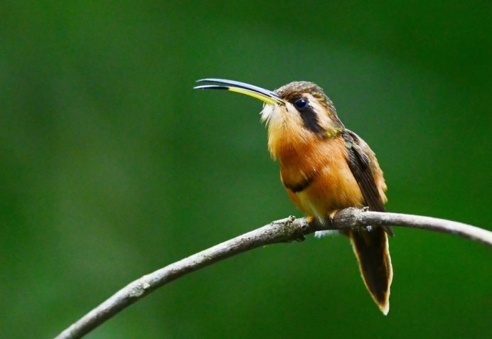 Колибри краснобрюхий