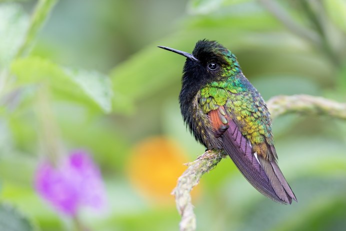 Шлемоносный Колибри