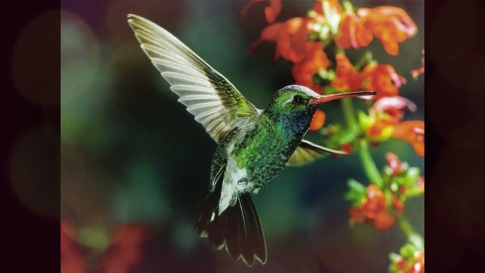 Птичка Колибри